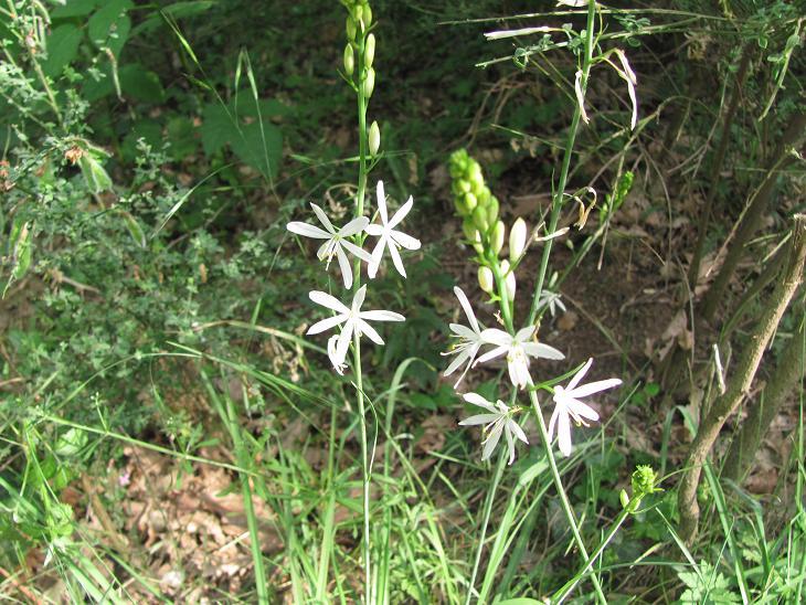 Anthericum liliago